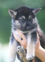 Koda, a male German Shepherd Dog and Siberian Husky for sale in Lansing, MI – 6 of 10