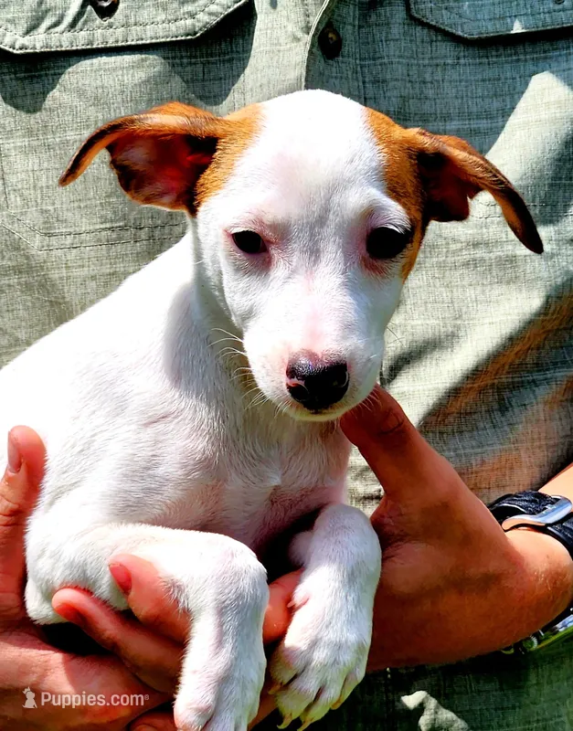 Bo – Jack Russell Terrier puppy for sale in Howell, MI
