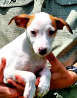 Bo, a male Jack Russell Terrier for sale in Howell, MI – 1 of 1