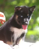 Skye, a female German Shepherd Dog and Siberian Husky for sale in Lansing, MI – 8 of 10