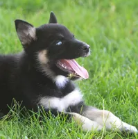 Skye, a female German Shepherd Dog and Siberian Husky for sale in Lansing, MI – 10 of 10