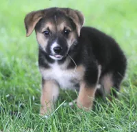 Missy, a female Australian Shepherd and Labrador Retriever for sale in Howell, MI – 4 of 7