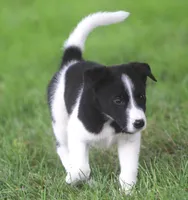 Kane, a male Australian Shepherd and Labrador Retriever for sale in Howell, MI – 6 of 10