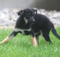 Loki, a male Collie and German Shepherd Dog for sale in Howell, MI – 3 of 4
