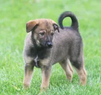 Harley, a male Collie and German Shepherd Dog for sale in Howell, MI – 2 of 5