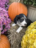 Blue Collar, a male Miniature Dachshund for sale in West Plains, MO – 6 of 10