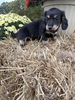 Pink Collar, a female Miniature Dachshund for sale in West Plains, MO – 9 of 10
