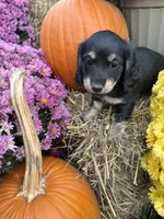 Pink Collar, a female Miniature Dachshund for sale in West Plains, MO – 5 of 10