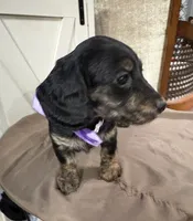 Purple Collar, a female Miniature Dachshund for sale in West Plains, MO – 3 of 10