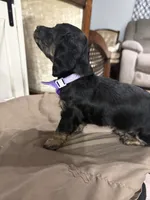 Purple Collar, a female Miniature Dachshund for sale in West Plains, MO – 10 of 10