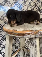 Pink Collar, a female Miniature Dachshund for sale in West Plains, MO – 8 of 10