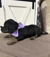 Purple Collar, a female Miniature Dachshund for sale in West Plains, MO – 2 of 10