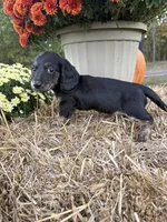 Purple Collar, a female Miniature Dachshund for sale in West Plains, MO – 7 of 10