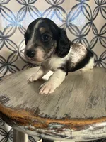 Blue Collar, a male Miniature Dachshund for sale in West Plains, MO – 4 of 10