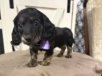 Purple Collar, a female Miniature Dachshund for sale in West Plains, MO – 5 of 10