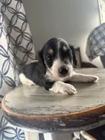 Blue Collar, a male Miniature Dachshund for sale in West Plains, MO – 3 of 10