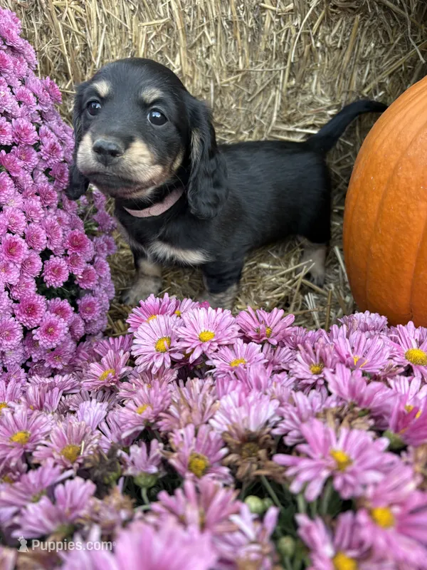 Pink Collar, a female Miniature Dachshund for sale in West Plains, MO – 1 of 10