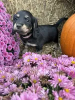 Pink Collar, a female Miniature Dachshund for sale in West Plains, MO – 1 of 10