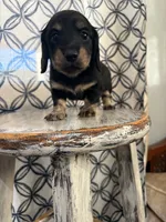 Pink Collar, a female Miniature Dachshund for sale in West Plains, MO – 10 of 10