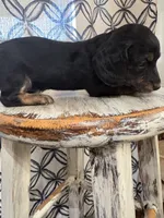 Purple Collar, a female Miniature Dachshund for sale in West Plains, MO – 8 of 10