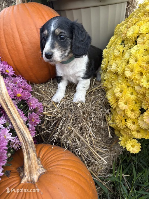Blue Collar – Miniature Dachshund puppy for sale in West Plains, MO