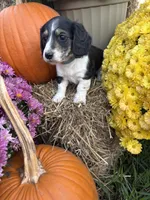 Blue Collar, a male Miniature Dachshund for sale in West Plains, MO – 1 of 10