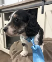 Blue Collar, a male Miniature Dachshund for sale in West Plains, MO – 9 of 10