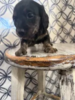 Purple Collar, a female Miniature Dachshund for sale in West Plains, MO – 9 of 10