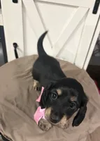 Pink Collar, a female Miniature Dachshund for sale in West Plains, MO – 4 of 10