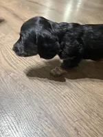Purple Collar, a female Miniature Dachshund for sale in West Plains, MO – 4 of 10