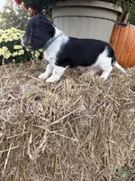 Blue Collar, a male Miniature Dachshund for sale in West Plains, MO – 8 of 10