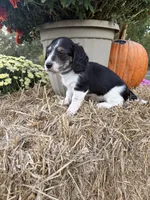 Blue Collar, a male Miniature Dachshund for sale in West Plains, MO – 7 of 10