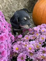 Pink Collar, a female Miniature Dachshund for sale in West Plains, MO – 3 of 10