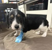 Blue Collar, a male Miniature Dachshund for sale in West Plains, MO – 10 of 10