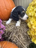 Blue Collar, a male Miniature Dachshund for sale in West Plains, MO – 5 of 10
