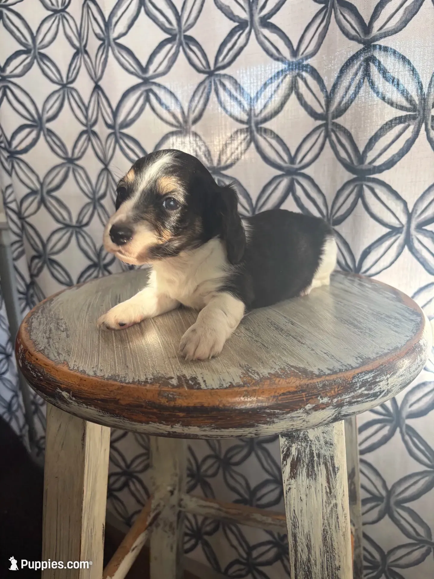 Blue Collar, a male Miniature Dachshund for sale in West Plains, MO – 2 of 10