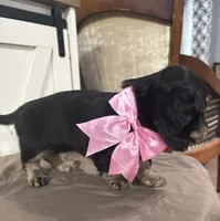 Pink Collar, a female Miniature Dachshund for sale in West Plains, MO – 2 of 10