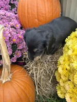 Pink Collar, a female Miniature Dachshund for sale in West Plains, MO – 6 of 10