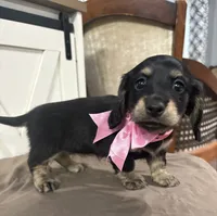 Pink Collar, a female Miniature Dachshund for sale in West Plains, MO – 7 of 10