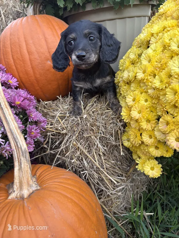 Purple Collar, a female Miniature Dachshund for sale in West Plains, MO – 1 of 10