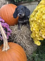 Purple Collar, a female Miniature Dachshund for sale in West Plains, MO – 1 of 10