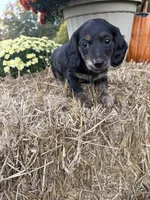 Purple Collar, a female Miniature Dachshund for sale in West Plains, MO – 6 of 10