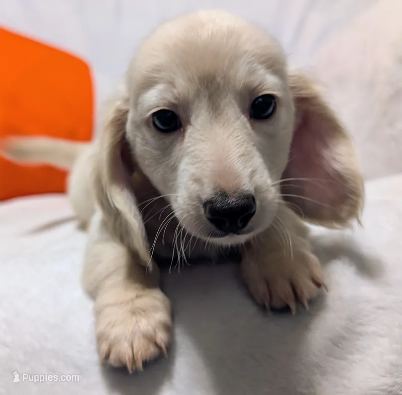 AKC Marshmallow  – Miniature Dachshund puppy on hold in Newton Grove, NC