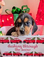 AKC Joy, a female Beagle for sale in Newton Grove, NC – Photo 2 of 6