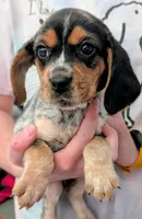 AKC Joy, a female Beagle for sale in Newton Grove, NC – Photo 1 of 6