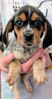AKC Joy, a female Beagle for sale in Newton Grove, NC – Photo 5 of 6