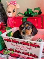 AKC Joy, a female Beagle for sale in Newton Grove, NC – Photo 4 of 6