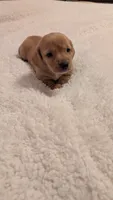 AKC Marshmallow , a male Miniature Dachshund for sale in Newton Grove, NC – 4 of 5