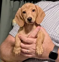 AKC Toast (Ready to go), a male Miniature Dachshund for sale in Newton Grove, NC – 2 of 7