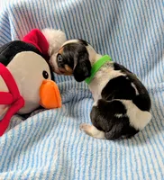 AKC Holly, a female Beagle for sale in Newton Grove, NC – Photo 4 of 4